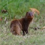 Keberadaan Garangan Jawa: Memahami Spesies Langka Ini