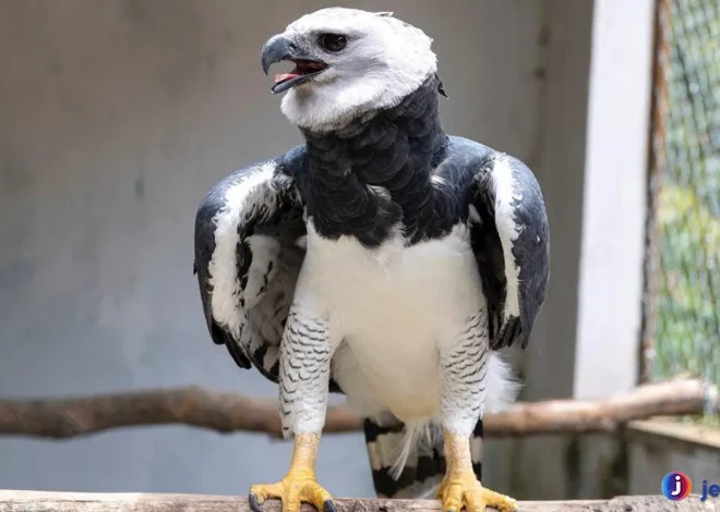 Elang Harpy: Raja Langit yang Menakutkan dan Menawan