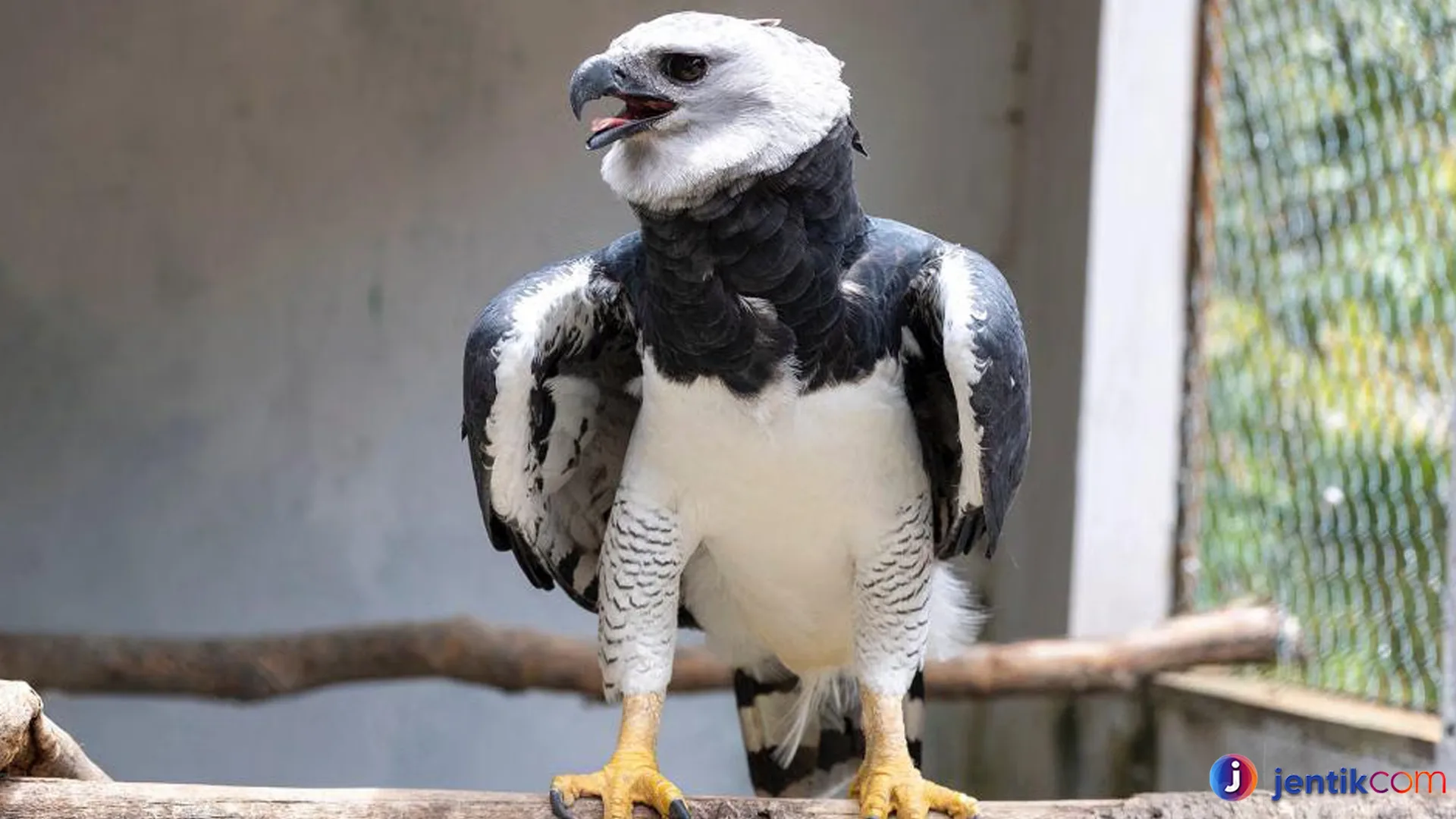 Elang Harpy: Raja Langit yang Menakutkan dan Menawan