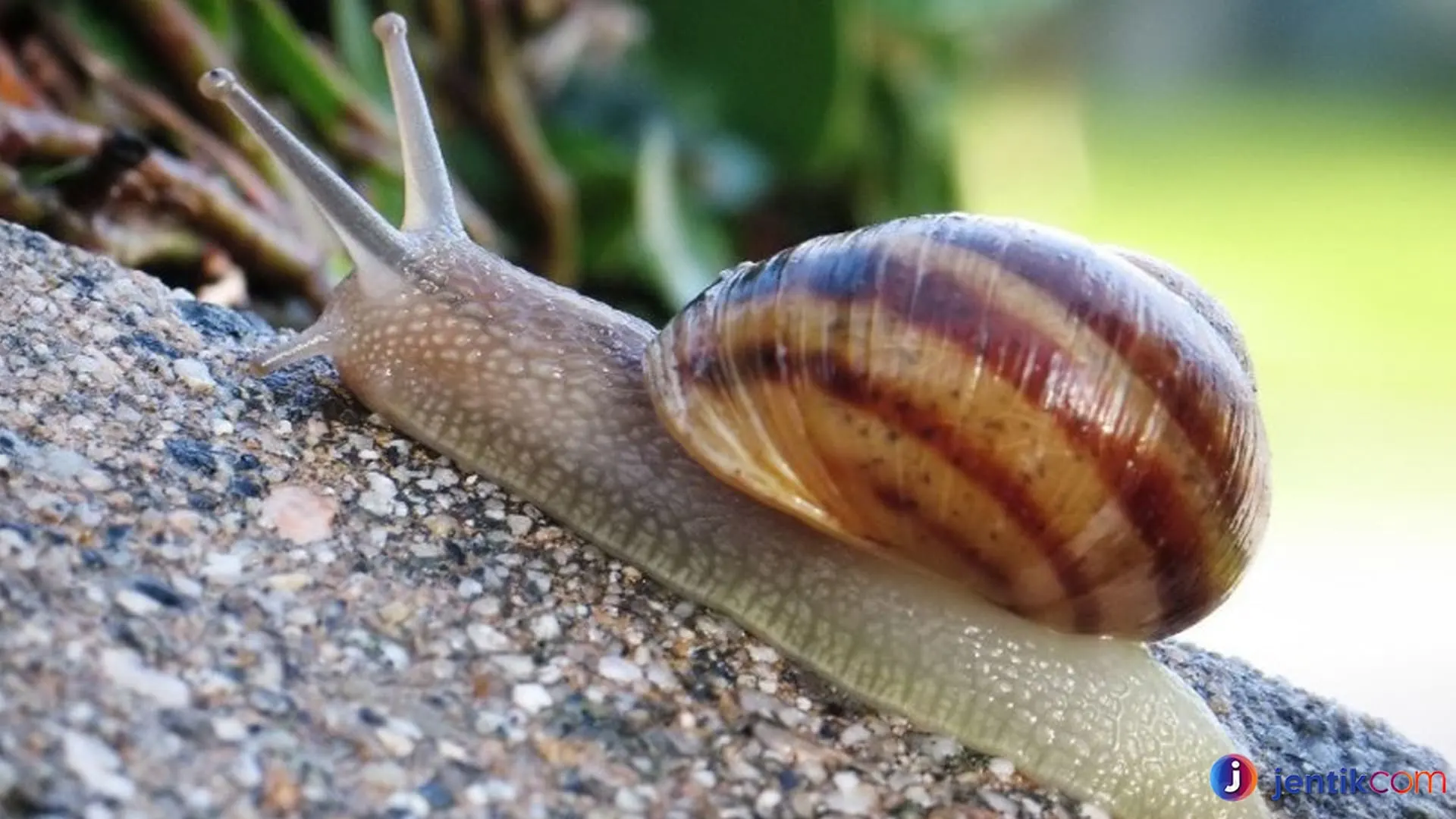 Mengenal Siput Murbai: Dari Habitat Hingga Perilaku Menarik