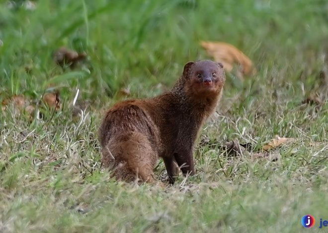 Keberadaan Garangan Jawa: Memahami Spesies Langka Ini