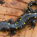 Salamander: Hewan Misterius yang Memikat Mata Peneliti