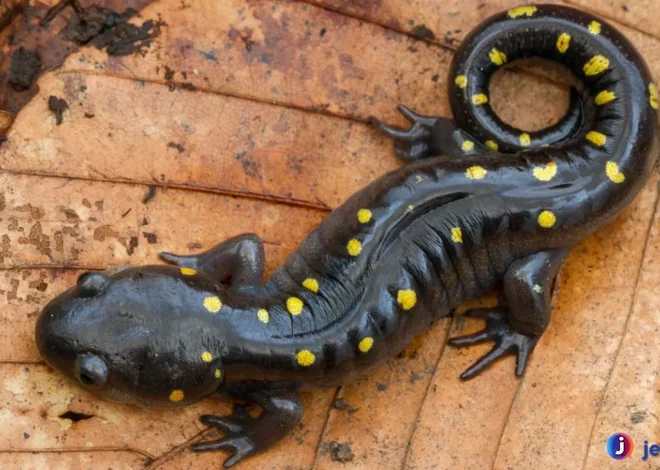 Salamander: Hewan Misterius yang Memikat Mata Peneliti