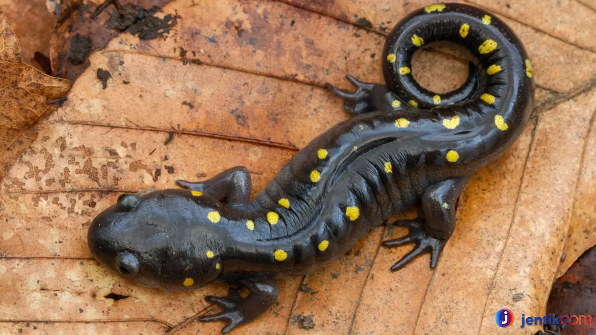Salamander: Hewan Misterius yang Memikat Mata Peneliti