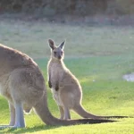 Kanguru Kelabu Timur, Hewan Sosial dengan Pola Hidup Menarik