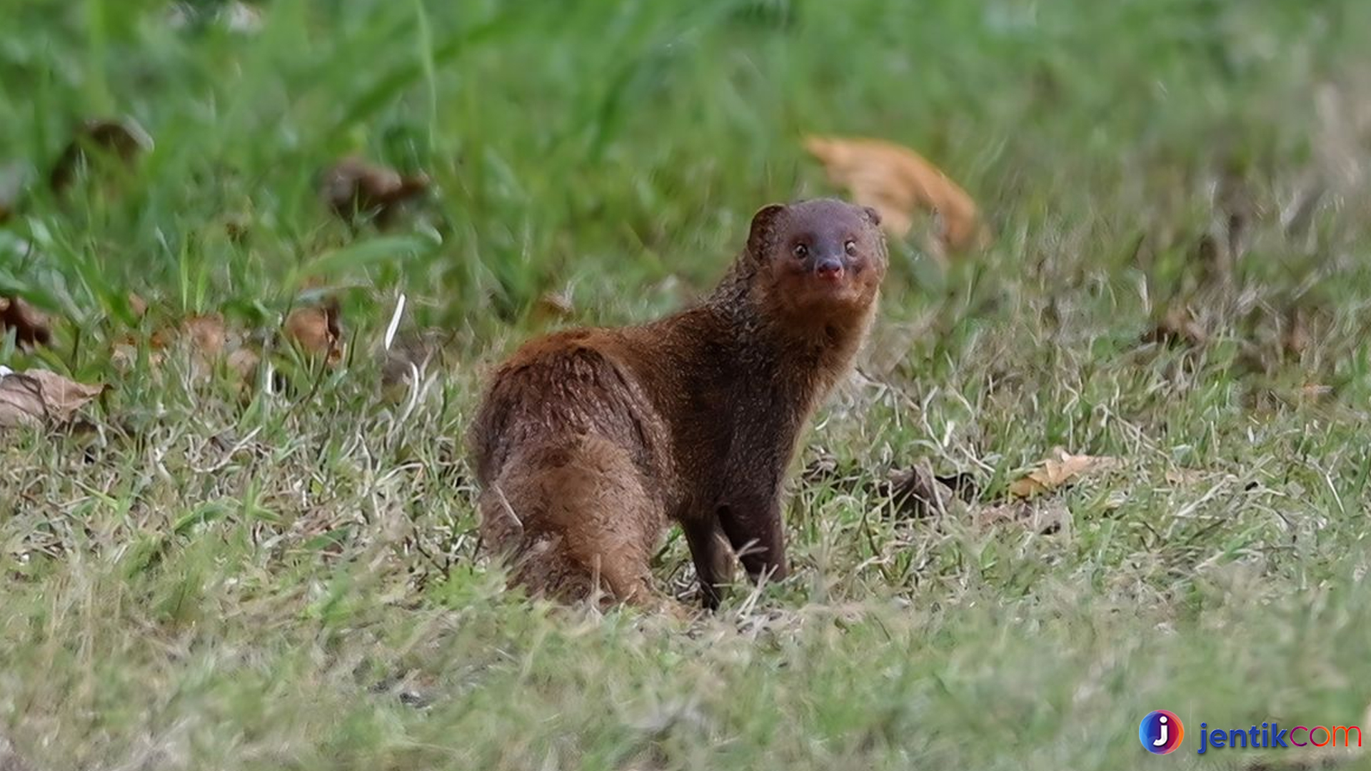 Keberadaan Garangan Jawa: Memahami Spesies Langka Ini