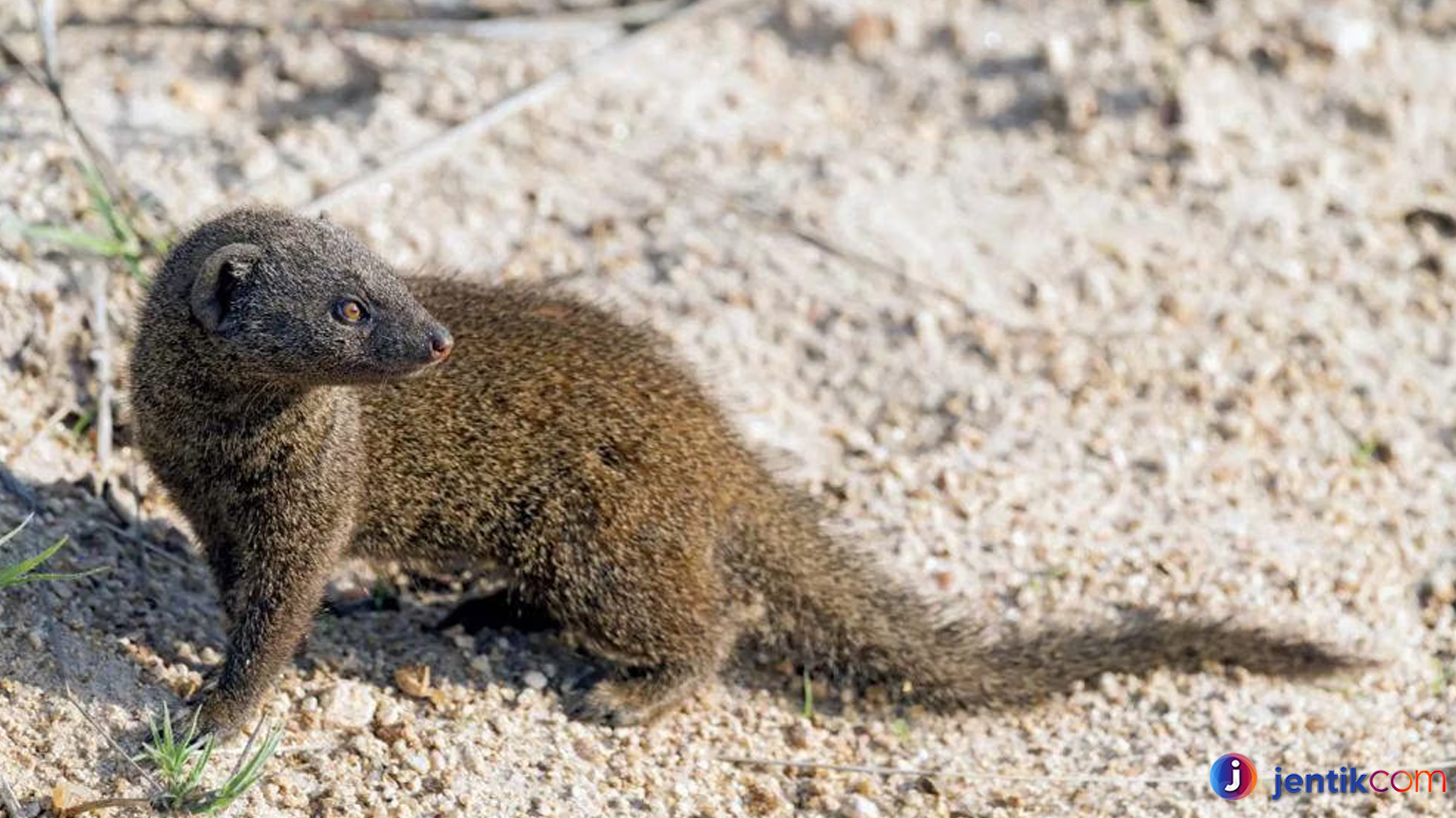 Keberadaan Garangan Jawa: Memahami Spesies Langka Ini