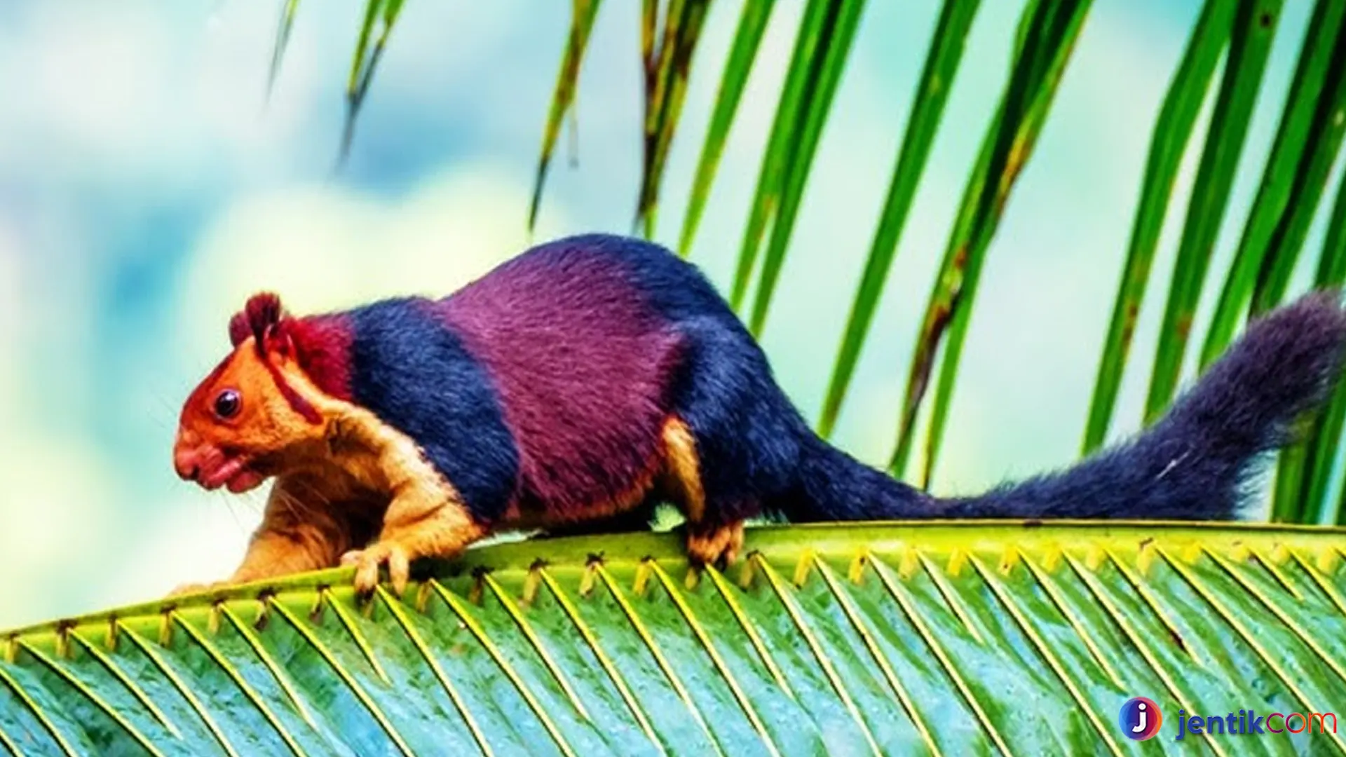 Mengungkap Rahasia Jelarang India yang Memukau Peneliti