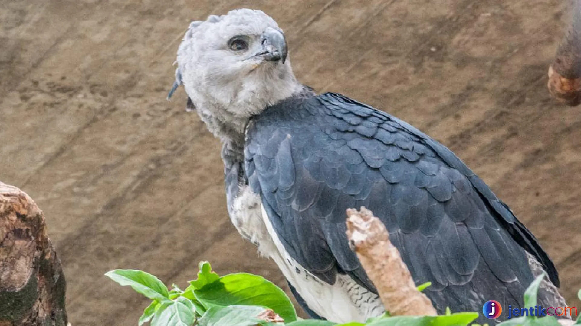 Elang Harpy: Raja Langit yang Menakutkan dan Menawan