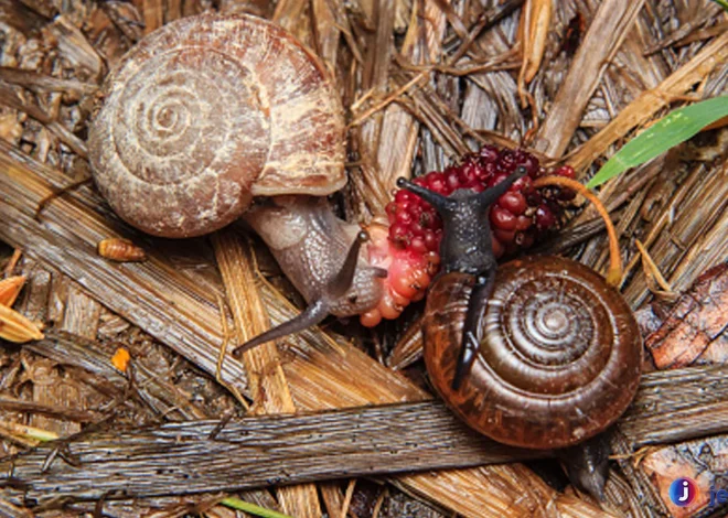 Mengenal Siput Murbai: Dari Habitat Hingga Perilaku Menarik