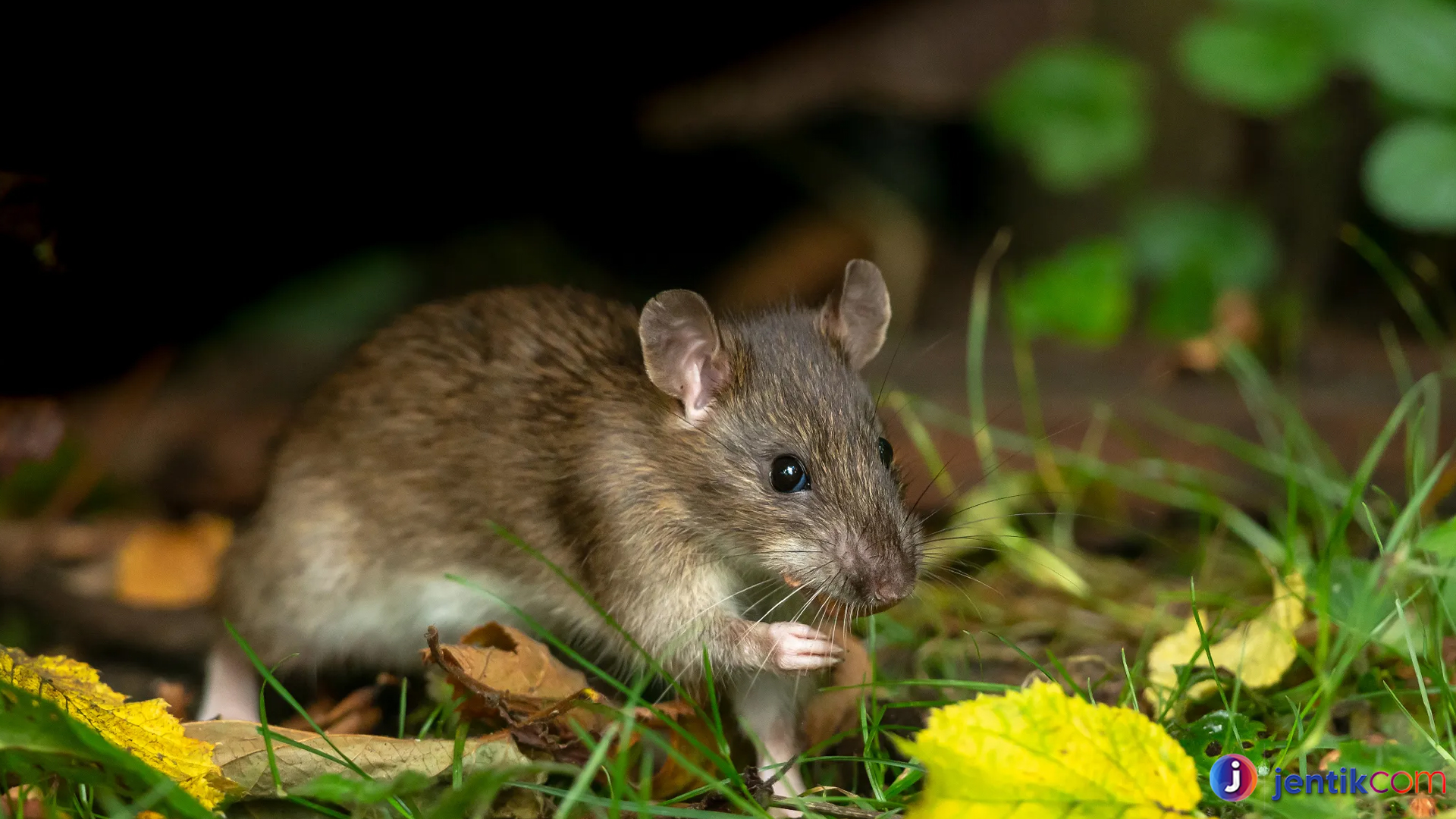 Tikus Semak: Satwa Kecil dengan Strategi Bertahan Hidup Hebat