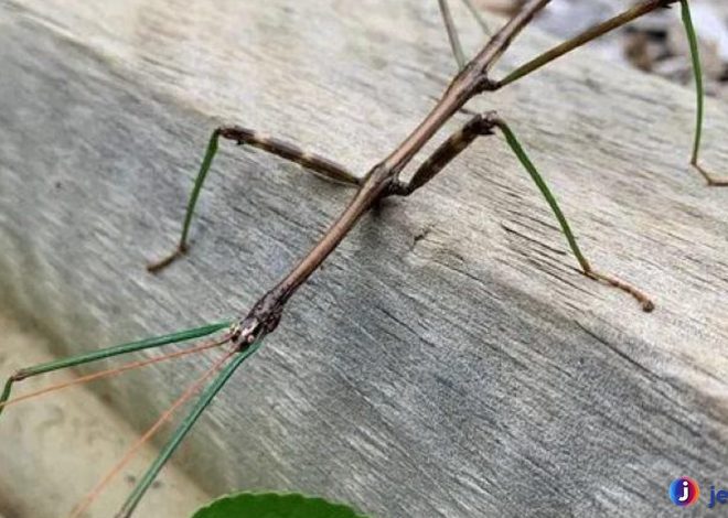 Keunikan Belalang Ranting dalam Memikat Mata Predator
