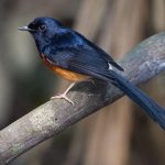 Burung Kucica Hutan Memukau dengan 4 Ciri Khas yang Unik