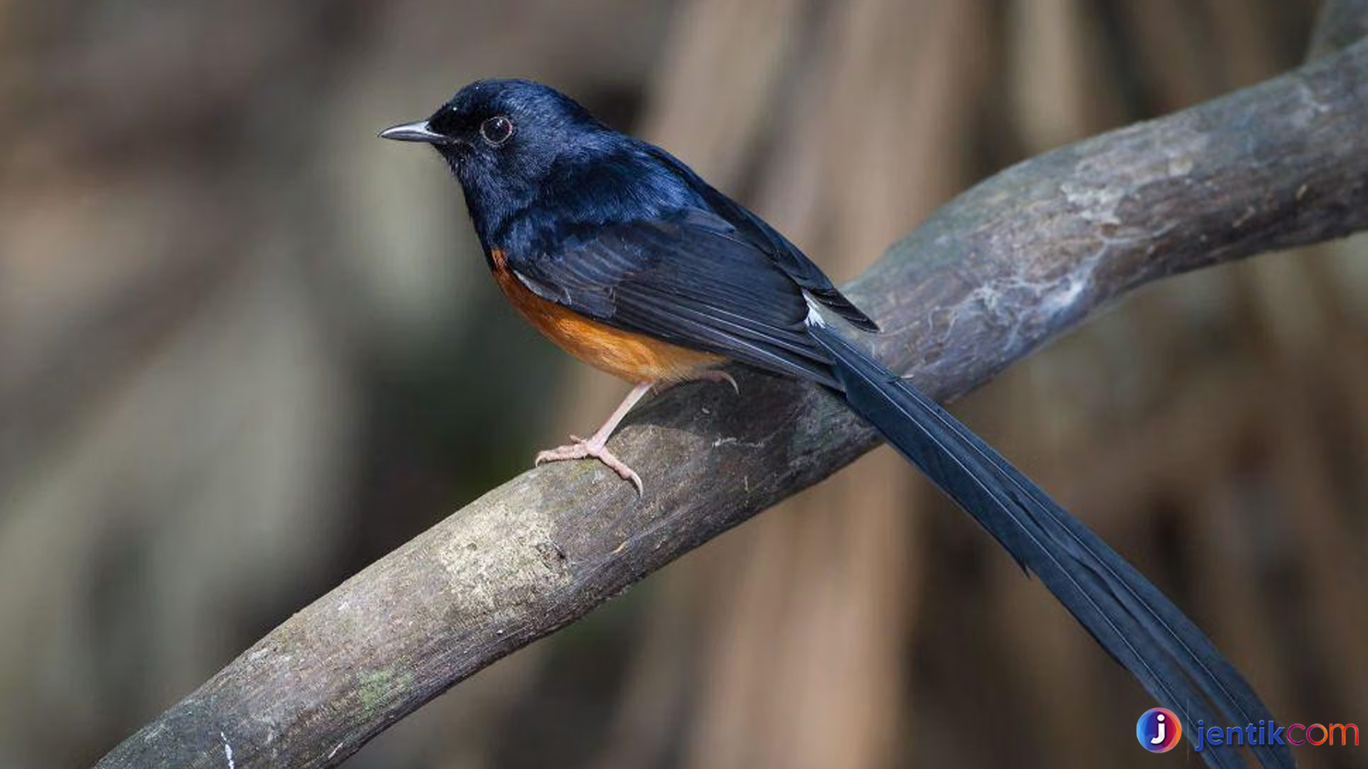 Burung Kucica Hutan Memukau dengan 4 Ciri Khas yang Unik