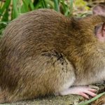 Tikus Semak: Satwa Kecil dengan Strategi Bertahan Hidup Hebat