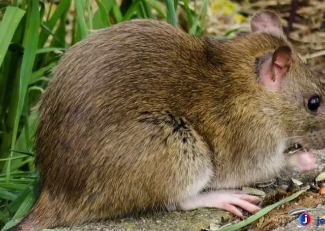 Tikus Semak: Satwa Kecil dengan Strategi Bertahan Hidup Hebat