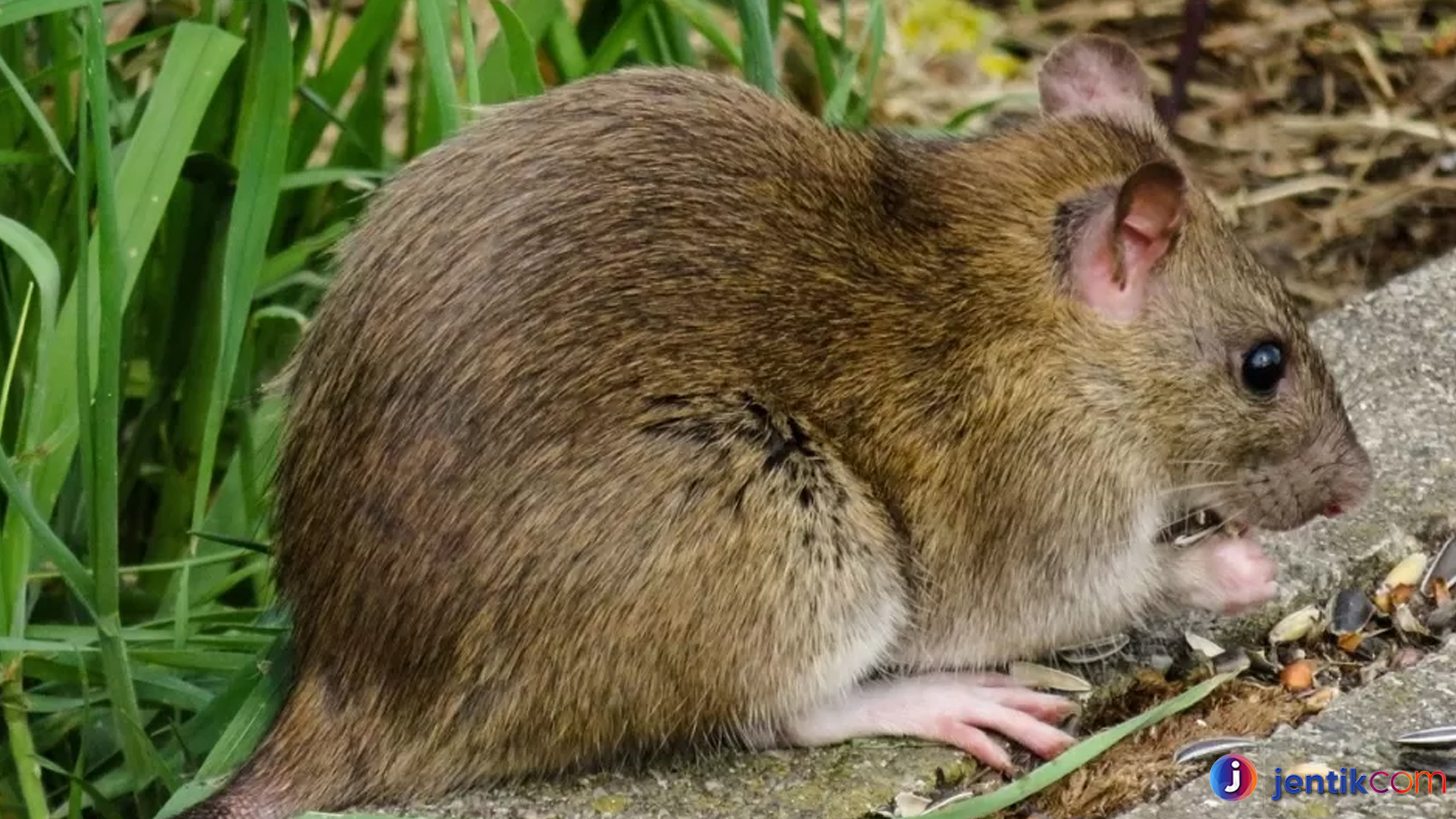 Tikus Semak: Satwa Kecil dengan Strategi Bertahan Hidup Hebat