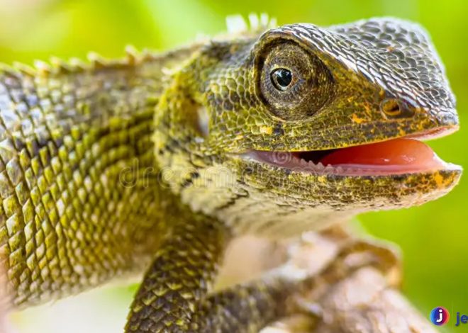 Alasan Kelelesa Menjadi Hewan yang Menarik untuk Dipelajari