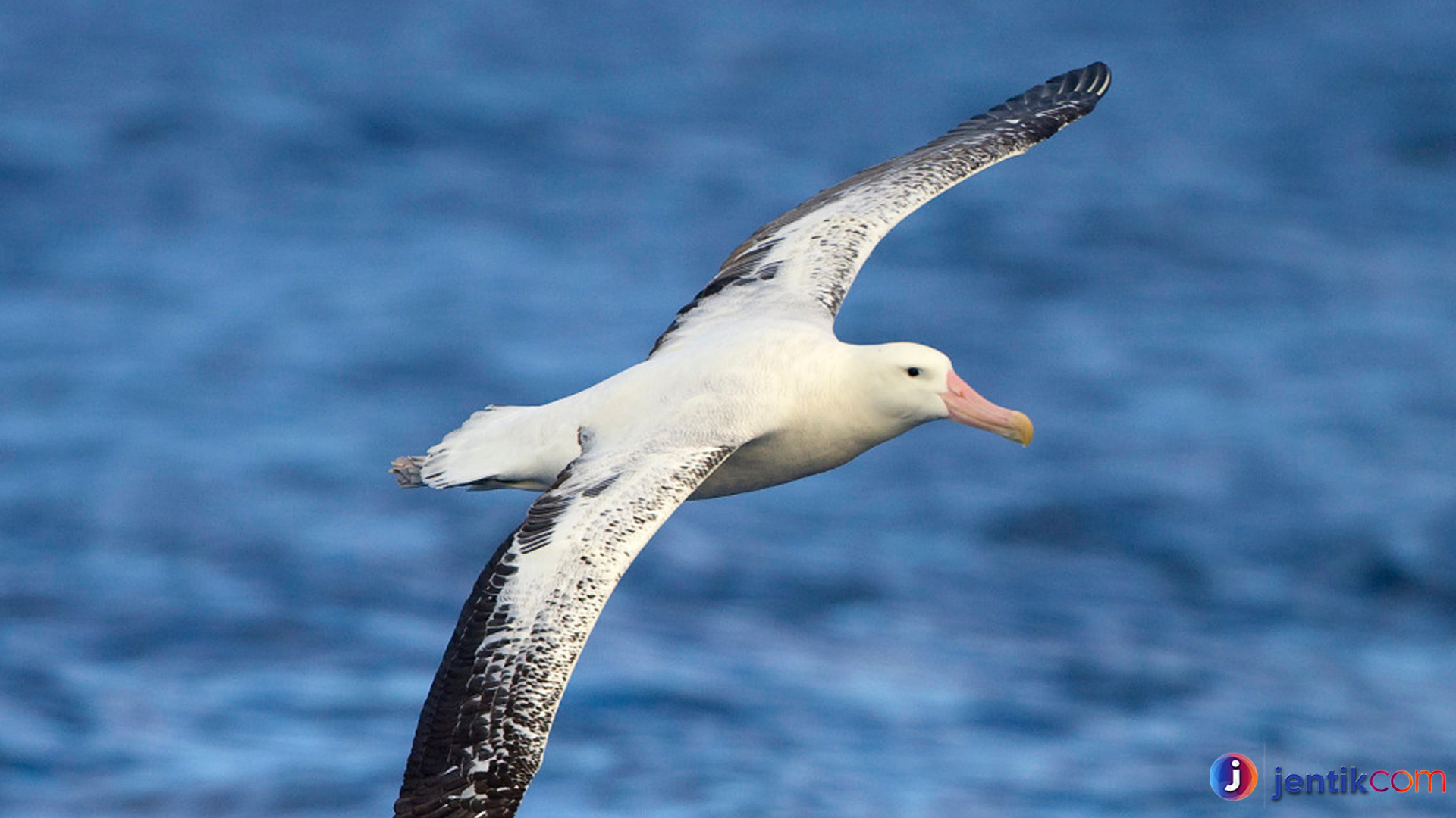 Menyaksikan Albatros Kelana: Keindahan Terbang di Laut Lepas