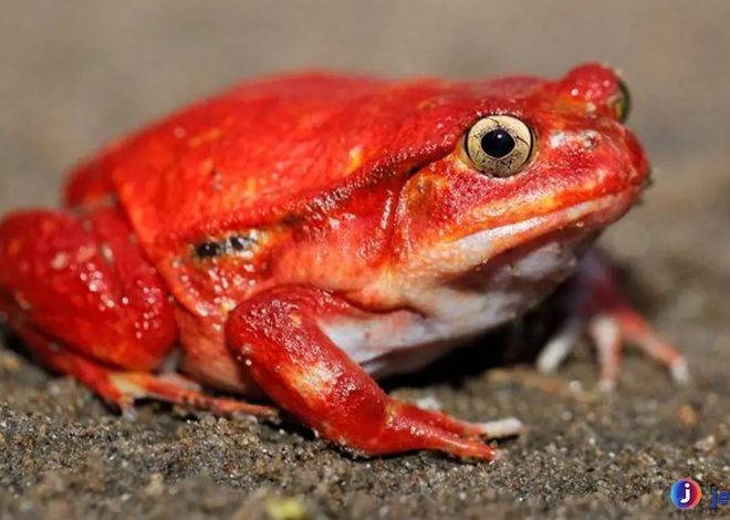 Mengenal Katak Tomat, Hewan Mini dengan Pesona Besar