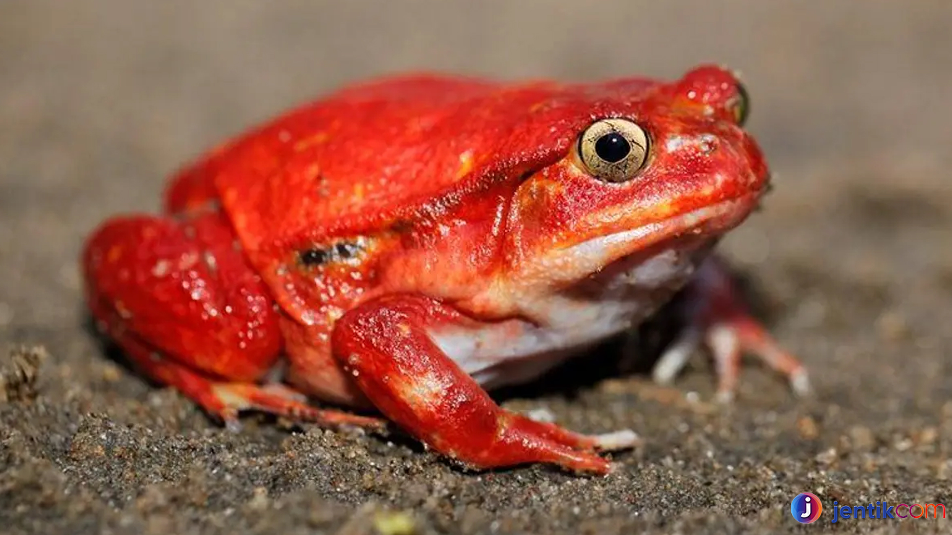 Mengenal Katak Tomat, Hewan Mini dengan Pesona Besar
