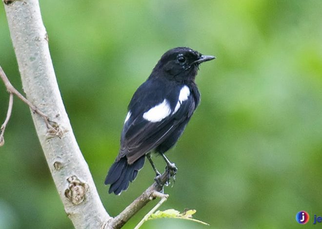 Keunikan Burung Decu Belang yang Jarang Kenal Pecinta Burung