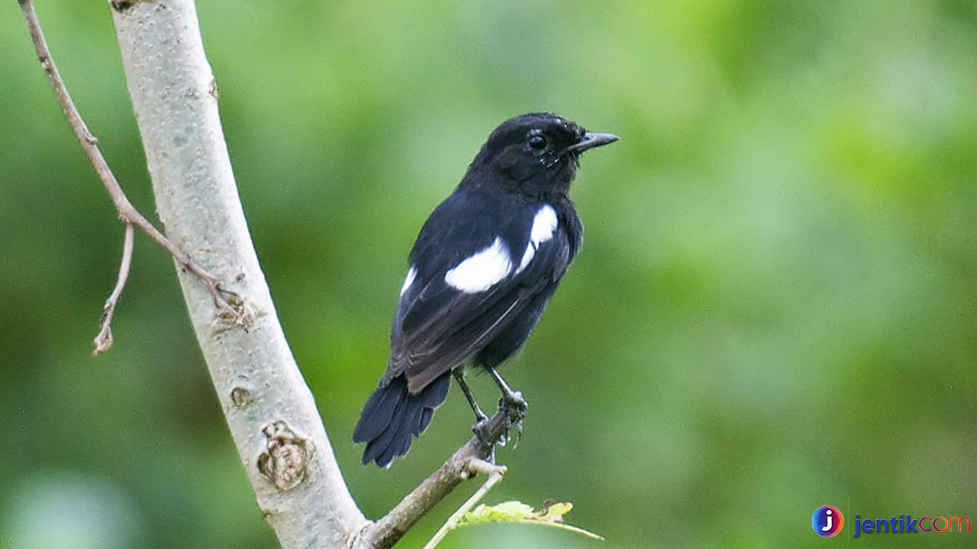 Keunikan Burung Decu Belang yang Jarang Kenal Pecinta Burung
