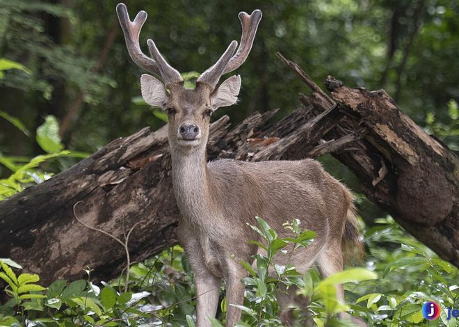 Rusa Timor: Satwa Endemik Menakjubkan dengan Spesial