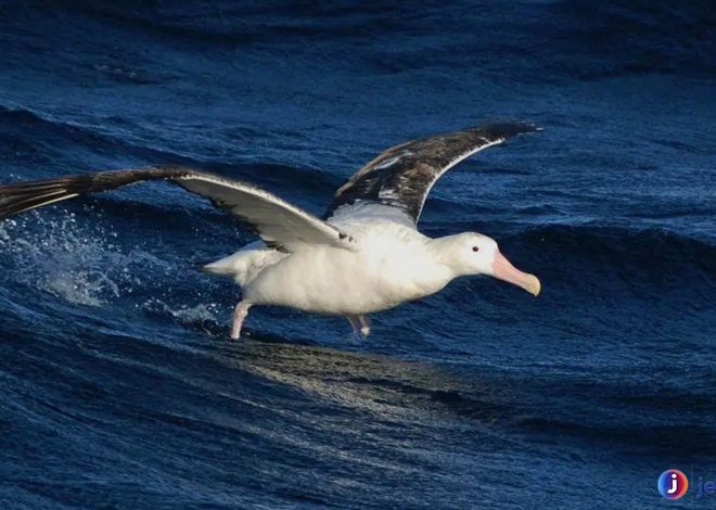 Menyaksikan Albatros Kelana: Keindahan Terbang di Laut Lepas
