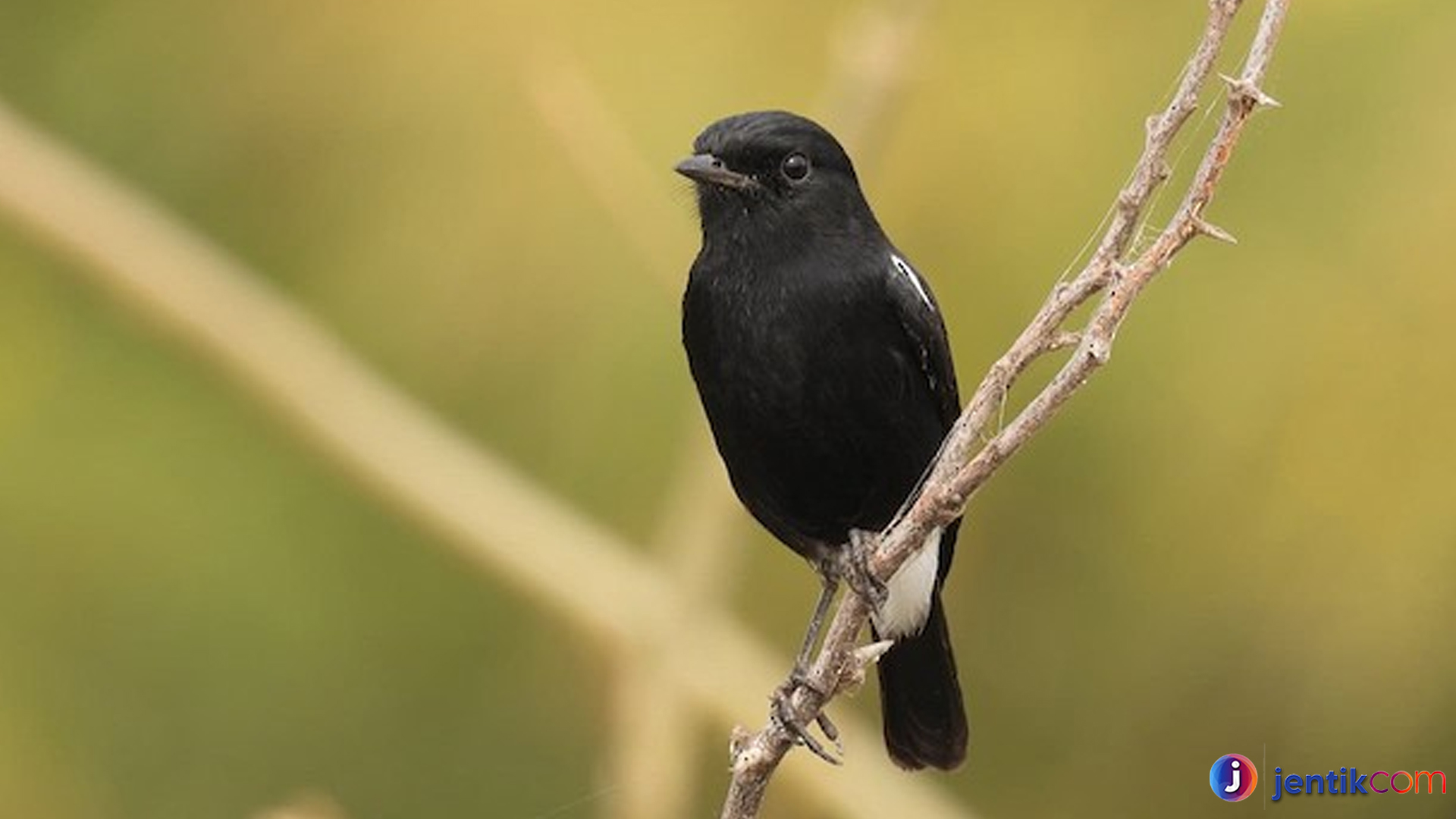 Keunikan Burung Decu Belang yang Jarang Kenal Pecinta Burung