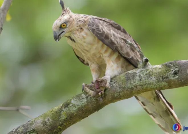 Fakta Menarik tentang Baza Jerdon yang Harus Kamu Tahu