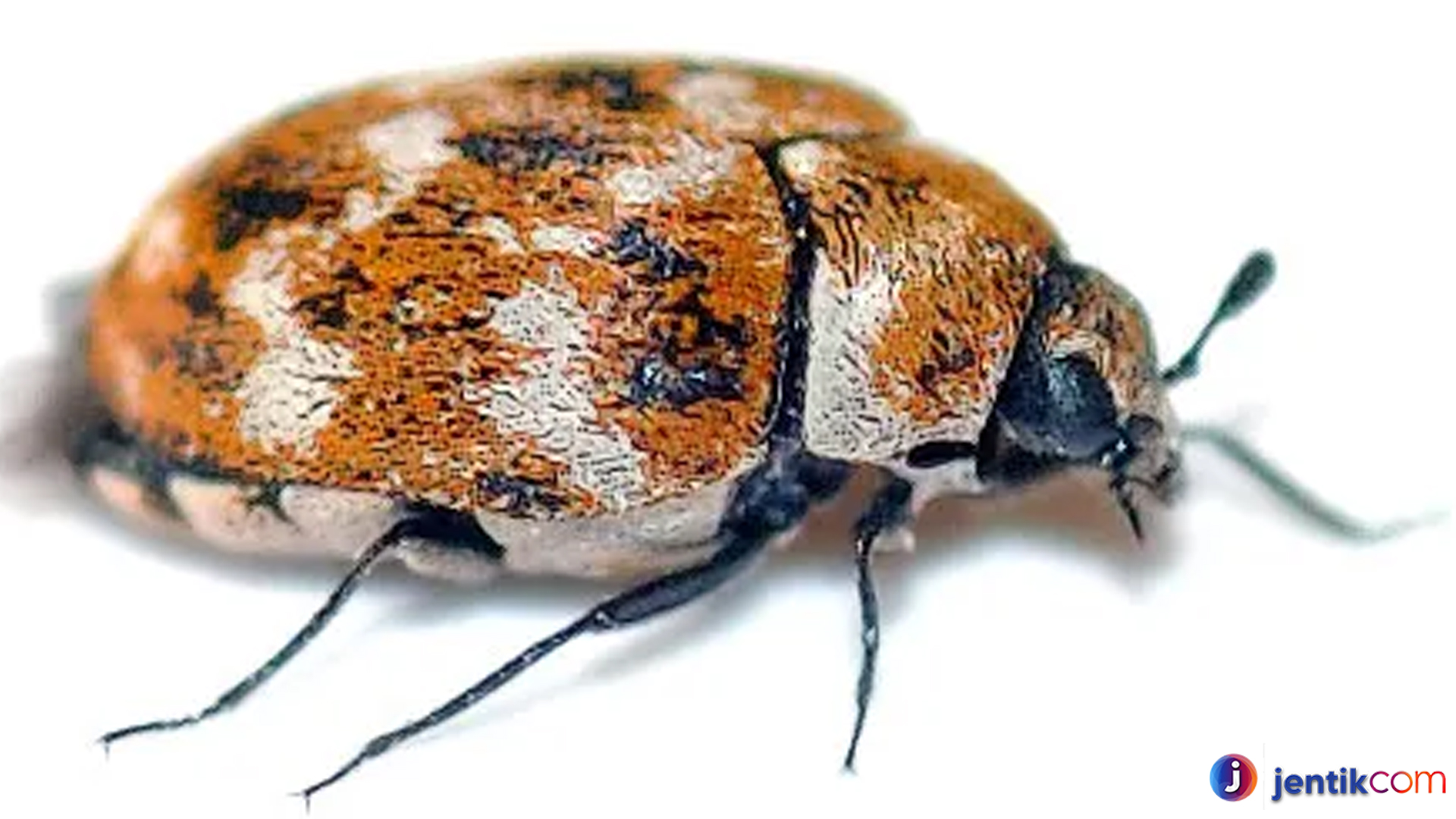 Dermestidae & Perannya Ekosistem: Lebih dari Sekadar Serangga