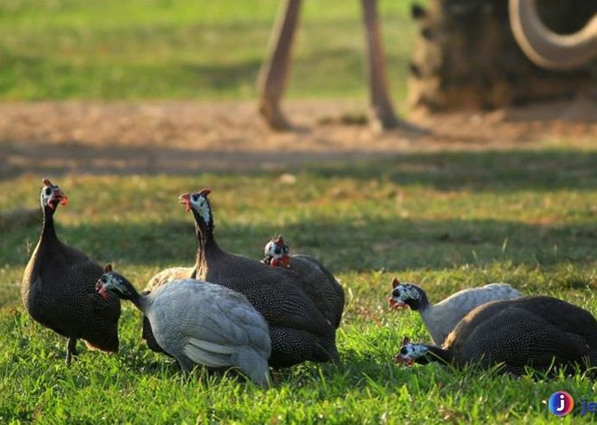 Ayam Mutiara: Hal yang Membuatnya Berbeda dari Unggas Lain