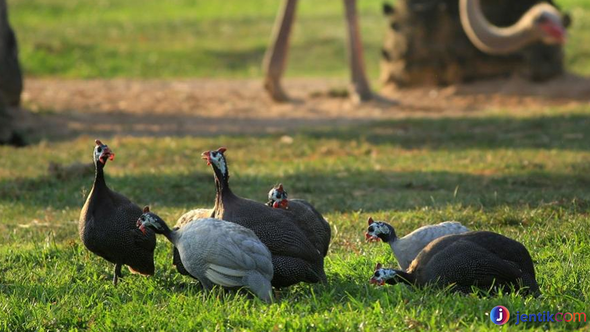 Ayam Mutiara: Hal yang Membuatnya Berbeda dari Unggas Lain