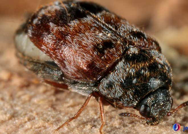 Dermestidae & Perannya Ekosistem: Lebih dari Sekadar Serangga