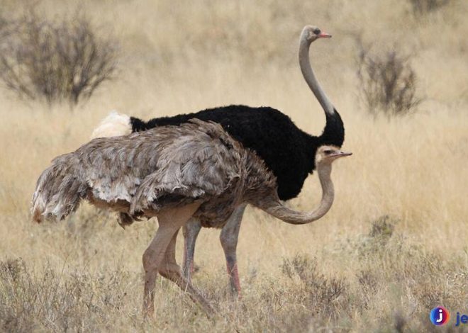 Mengenal Burung Unta Somalia: Dari Ciri Fisik hingga Perilaku