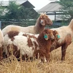 Domba Awassi: Apa yang Membuatnya Berbeda dari Domba Lain?