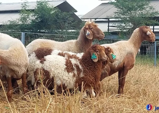 Domba Awassi: Apa yang Membuatnya Berbeda dari Domba Lain?