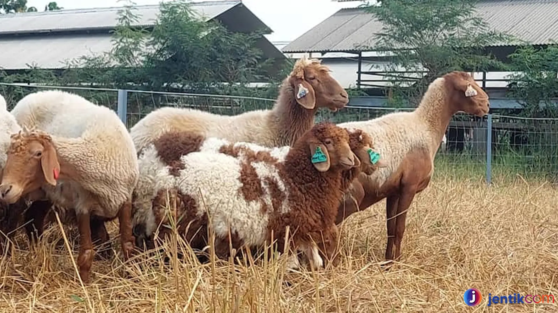 Domba Awassi: Apa yang Membuatnya Berbeda dari Domba Lain?