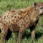 Mengungkap Kehidupan Dubuk: Spesies dengan Adaptasi Menarik