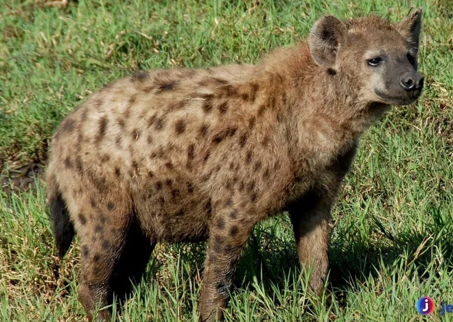 Mengungkap Kehidupan Dubuk: Spesies dengan Adaptasi Menarik