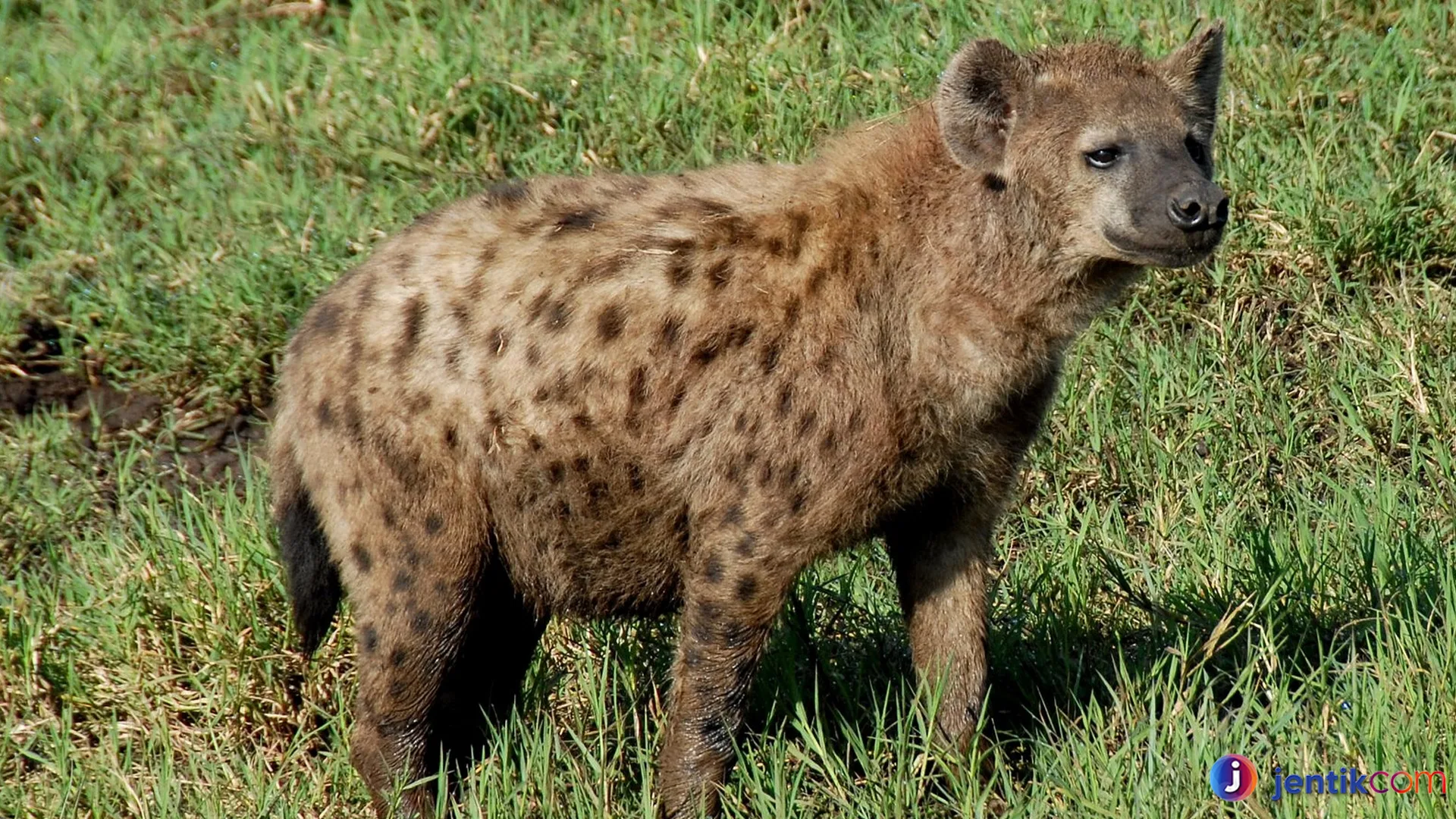 Mengungkap Kehidupan Dubuk: Spesies dengan Adaptasi Menarik
