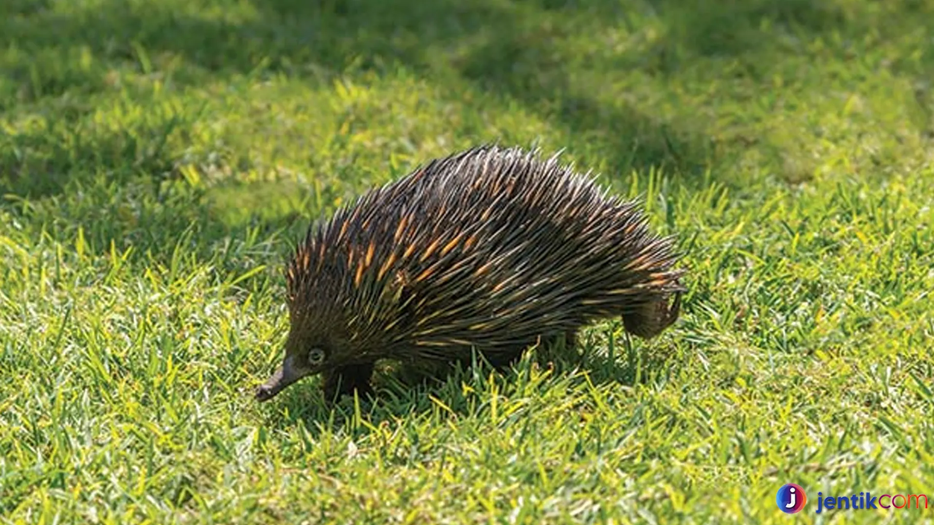 Mengenal Nokdiak: Keistimewaan dan Habitat Eksotisnya