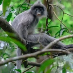 Sosial dan Cerdas: Keunikan Lutung Kelabu di Alam Liar