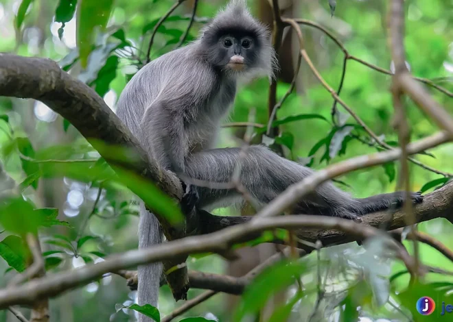Sosial dan Cerdas: Keunikan Lutung Kelabu di Alam Liar