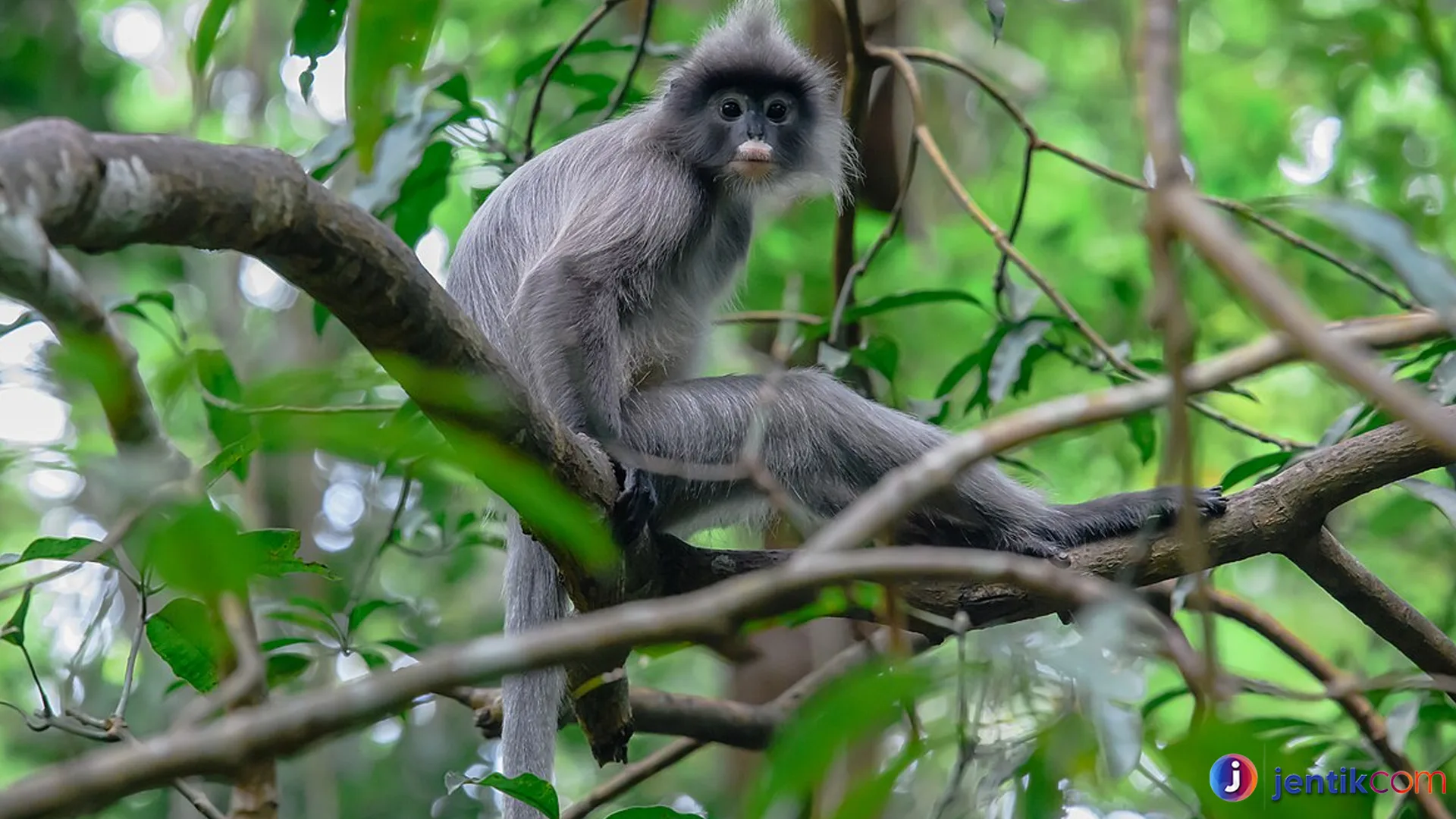 Sosial dan Cerdas: Keunikan Lutung Kelabu di Alam Liar
