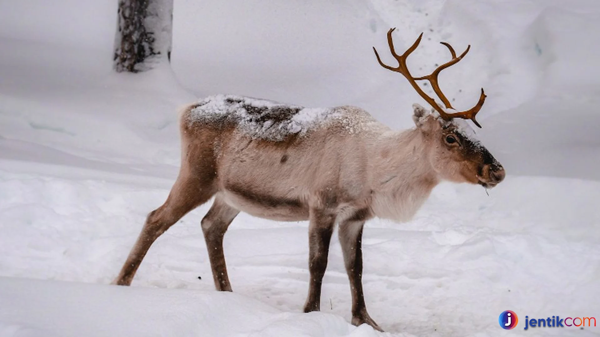 Menyimak Kehidupan Rusa Kutub di Lingkungan Ekstrem