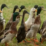 Berlari dengan Kecepatan Tinggi: Menyelami Dunia Itik Pelari