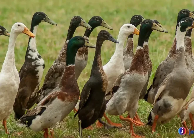 Berlari dengan Kecepatan Tinggi: Menyelami Dunia Itik Pelari