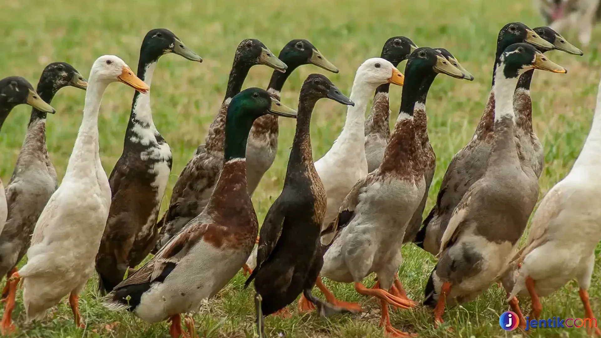 Berlari dengan Kecepatan Tinggi: Menyelami Dunia Itik Pelari